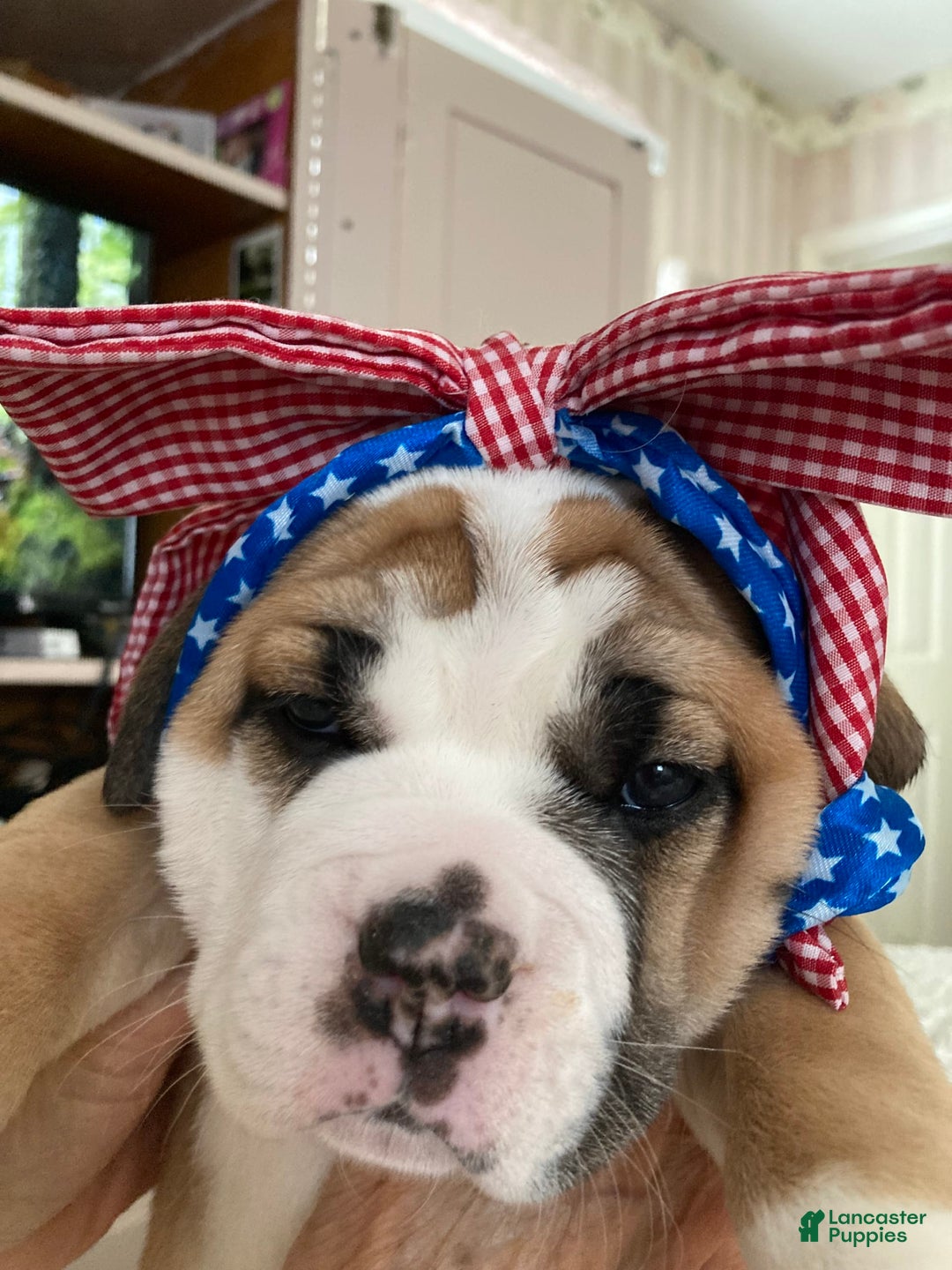 Shar Pei dogs for sale: Titina - Image 3