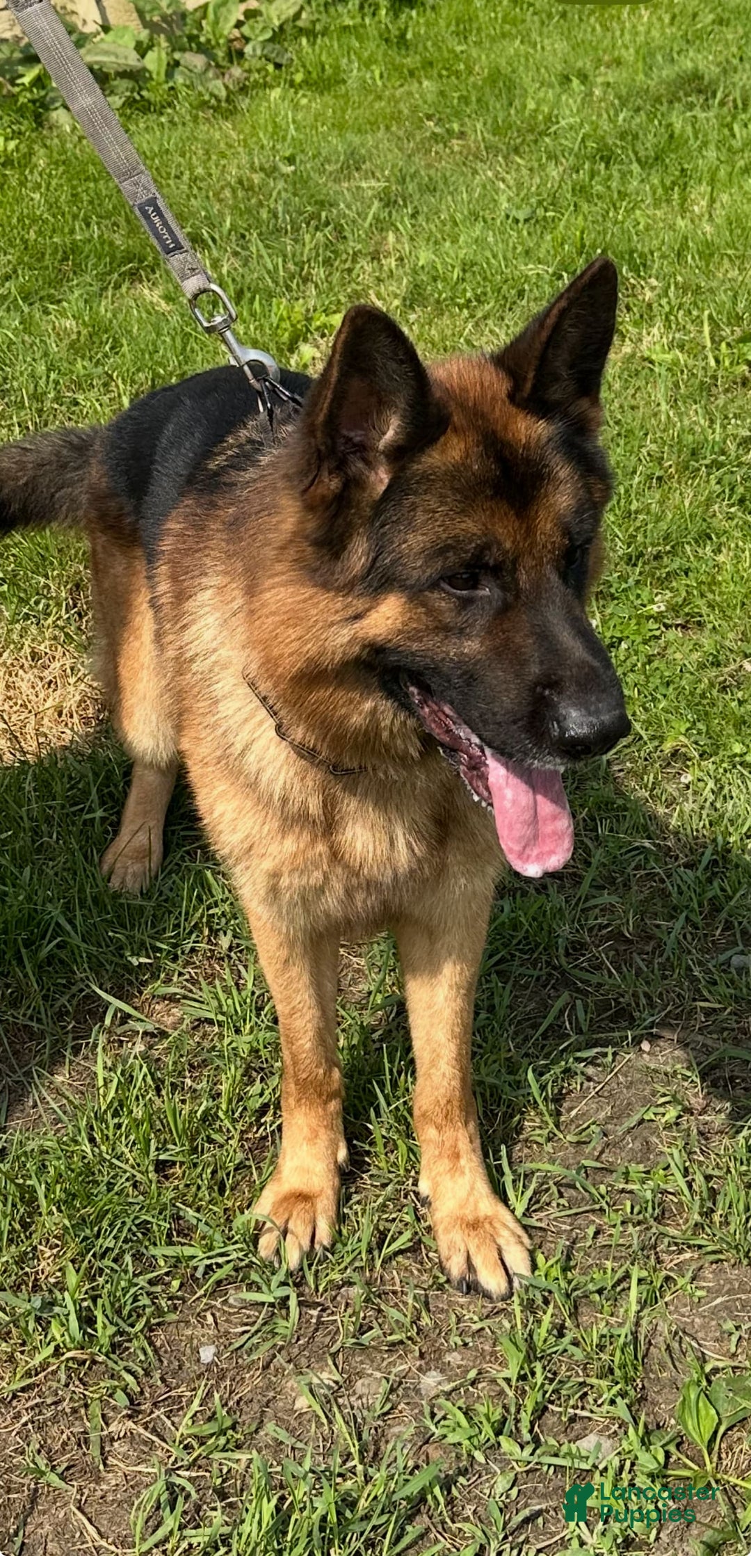 German Shepherd dogs for sale: MAX - Image 3