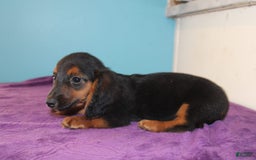 Dachshund dogs for sale: Dachshund 4 puppies - Image 14
