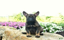 German Shepherd dogs for sale: Heidi - Listing for pets: Heidi, Hank, Harley, Haven, Harper, Hudson, Harry, Hunter - Image 1