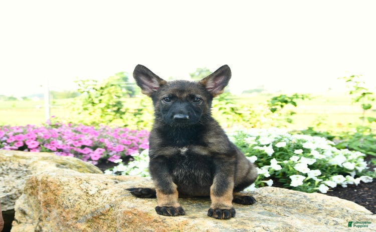 German Shepherd dogs - Advert 26