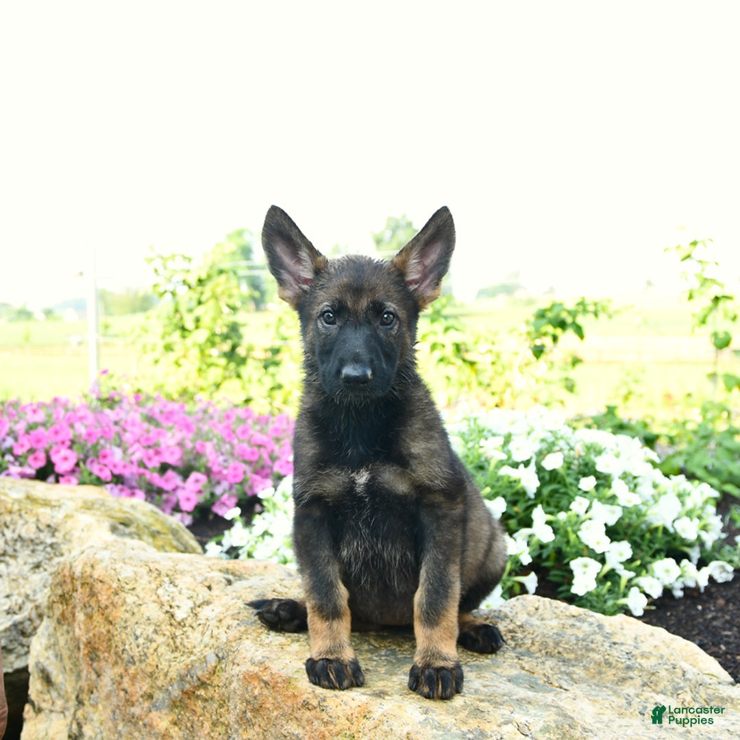 German Shepherd dogs for sale: Heidi - Listing for pets: Heidi, Hank, Harley, Haven, Harper, Hudson, Harry, Hunter - Image 1