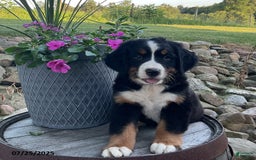 Bernese Mountain Dog dogs for sale: Hailey - Image 1