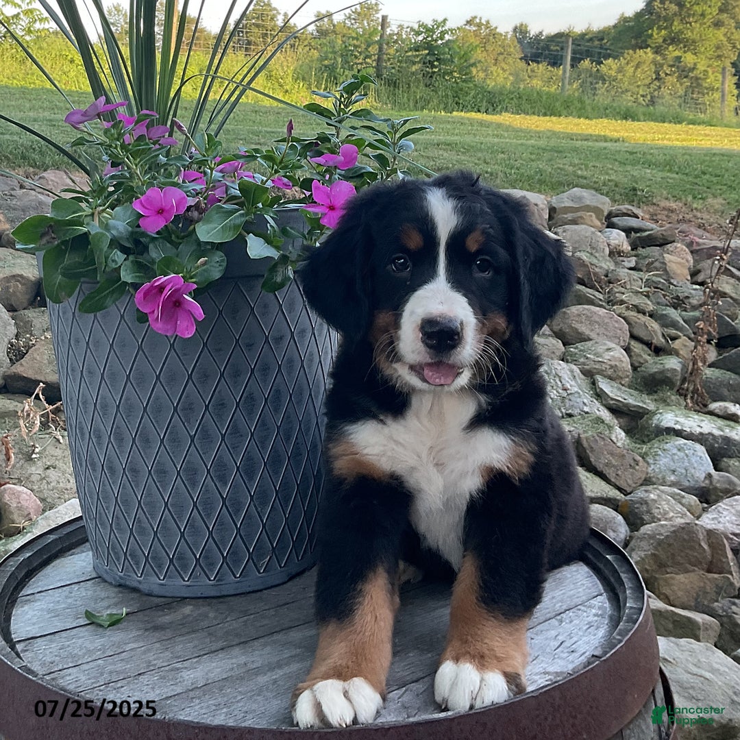 Bernese Mountain Dog dogs for sale: Hailey - Image 1