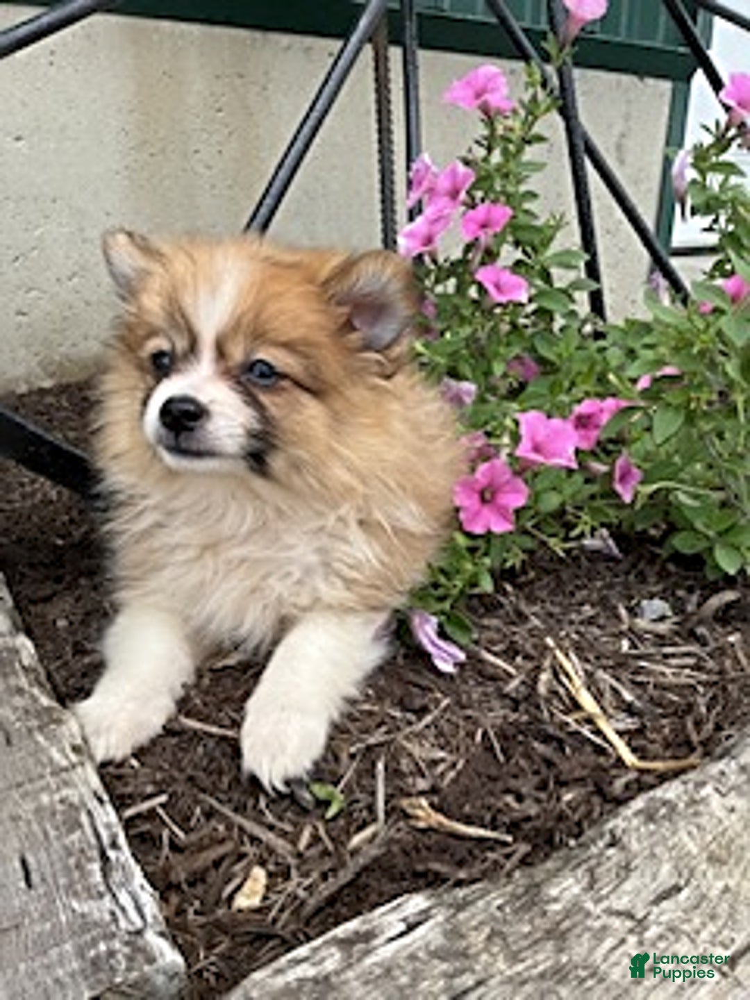 Pomeranian dogs for sale: Betsy - Image 4