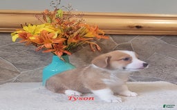 Welsh Corgi Pembroke dogs for sale: Tyson - Image 7