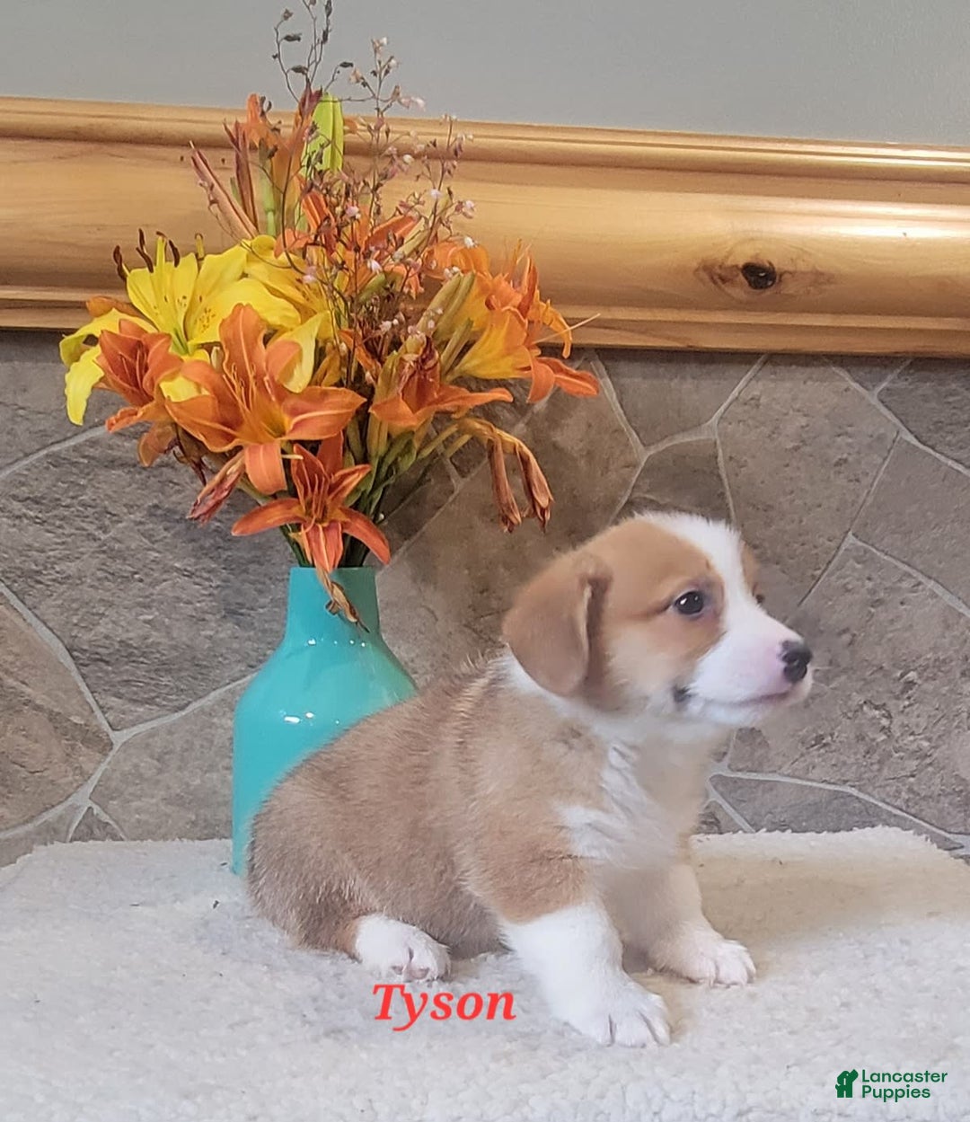 Welsh Corgi Pembroke dogs for sale: Tyson - Image 7