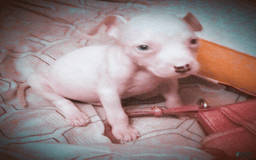 American Pit Bull Terrier dogs for sale: Pup - Image 4