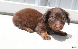 Dachshund dogs for sale: Austin Mini - Image 16