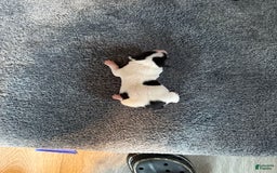 Jack Russell Terrier dogs for sale: Dots - Image 1