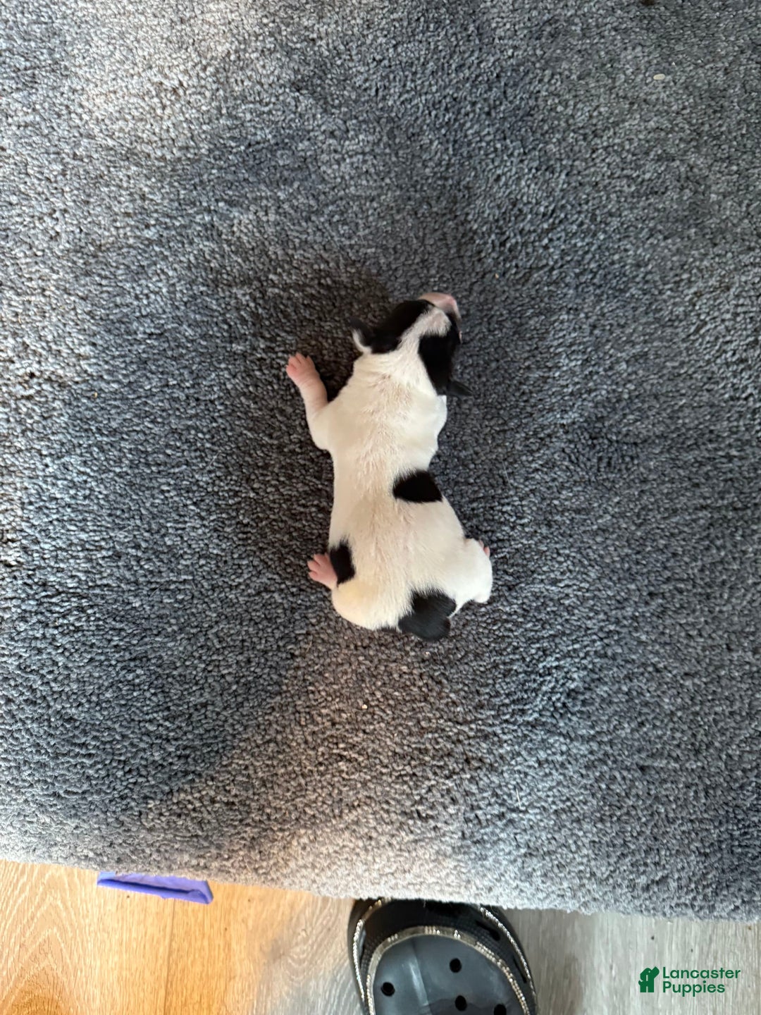 Jack Russell Terrier dogs for sale: Dots - Image 1