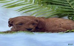 Cavapoo dogs for sale: Joseph - Image 2