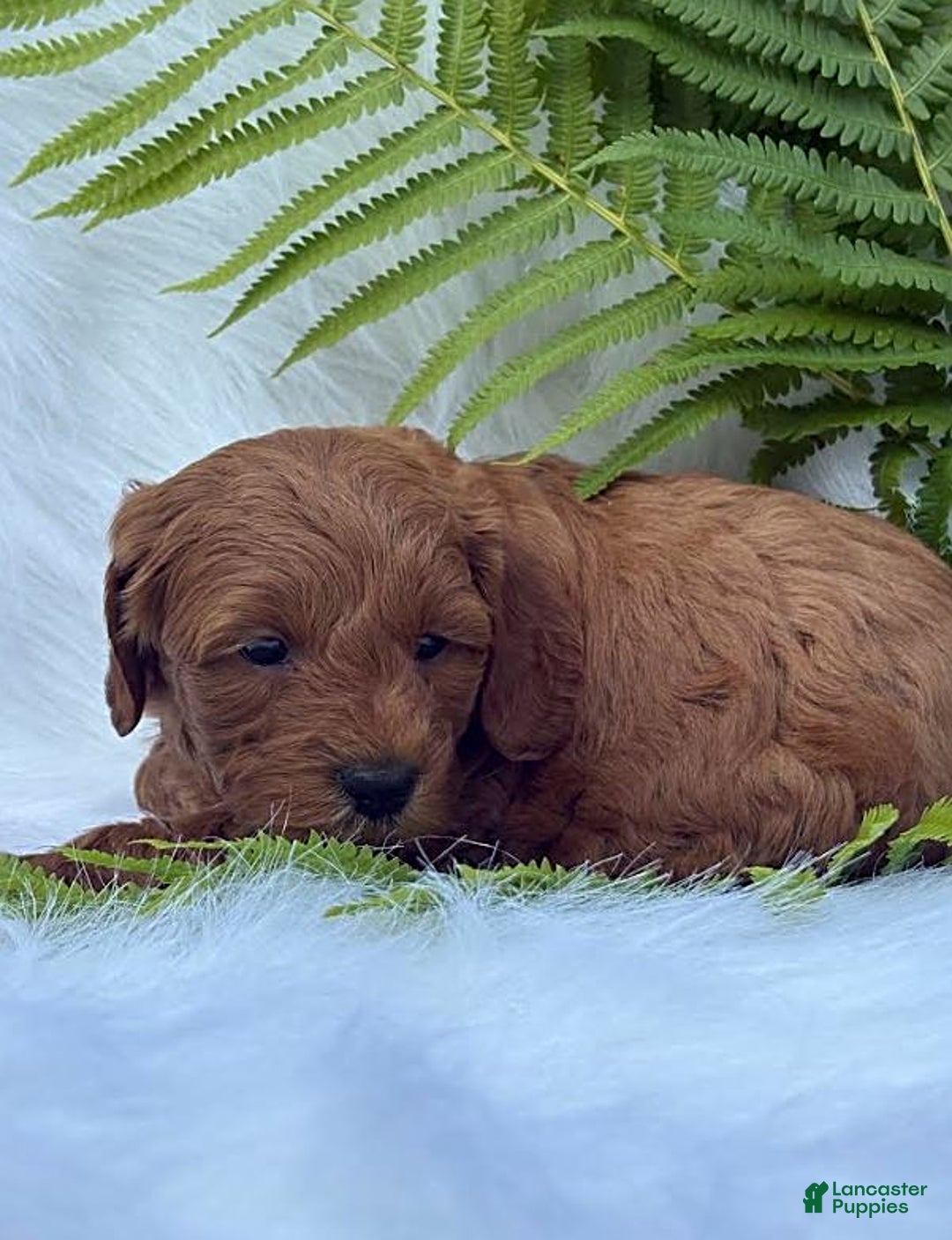 Cavapoo dogs for sale: Joseph - Image 2