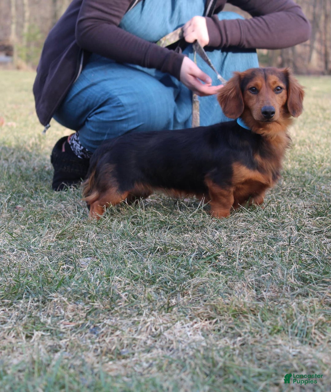 Miniature Dachshund dogs for sale: Zero - Image 17