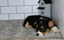 Welsh Corgi Pembroke dogs for sale: Maranda - Image 2