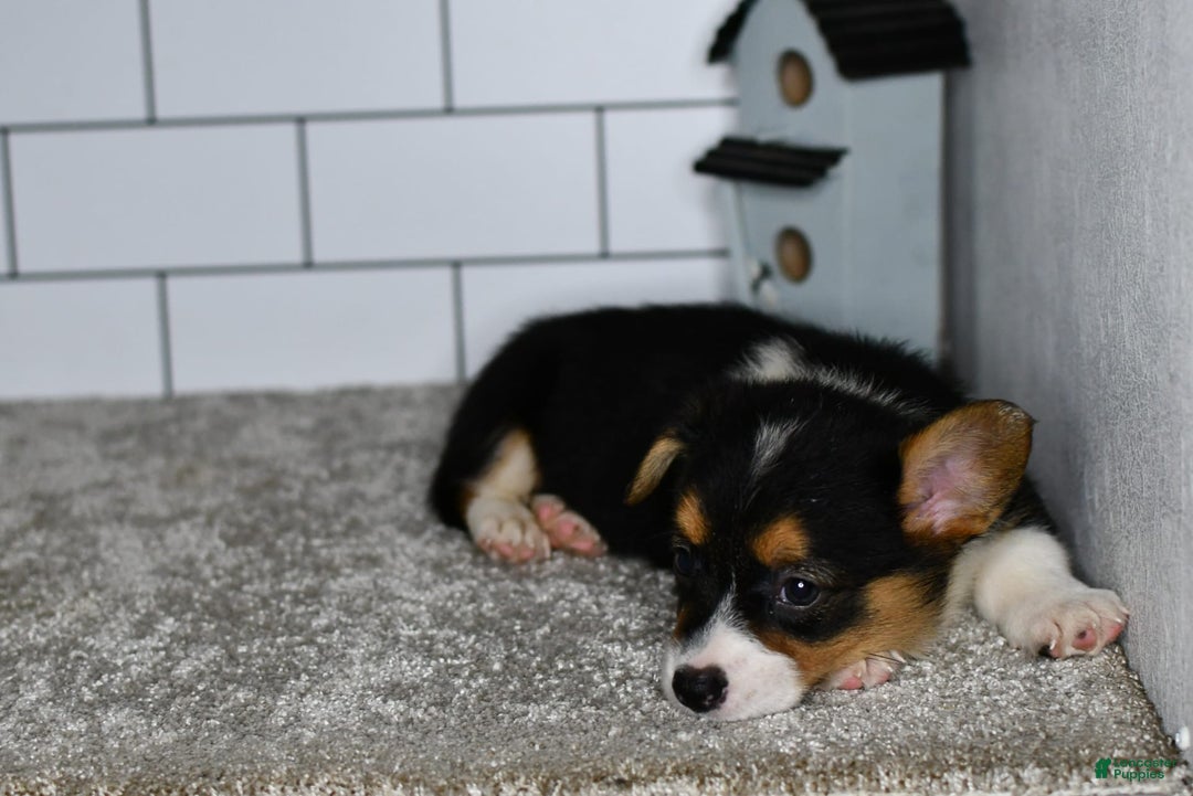 Welsh Corgi Pembroke dogs for sale: Maranda - Image 2