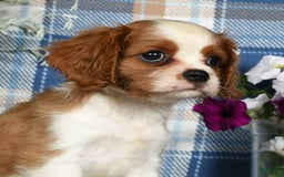 Cavalier King Charles Spaniel dogs for sale: Angie - Image 4