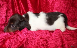 Miniature Dachshund dogs for sale: Chloe Mini - Image 2