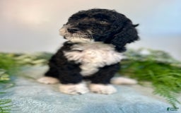 Mini Bernedoodle dogs for sale: Benito - Image 7