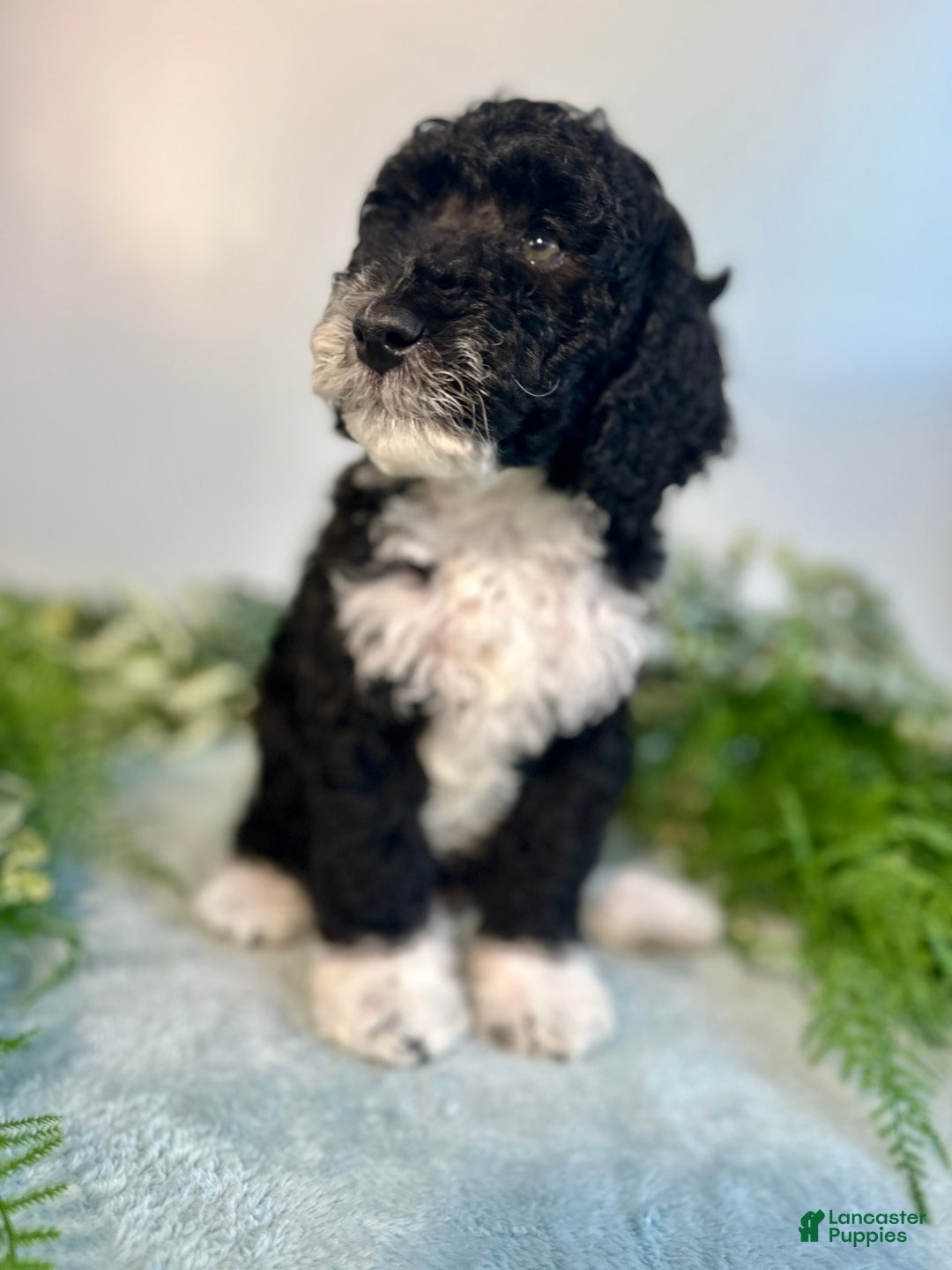 Mini Bernedoodle dogs for sale: Benito - Image 7