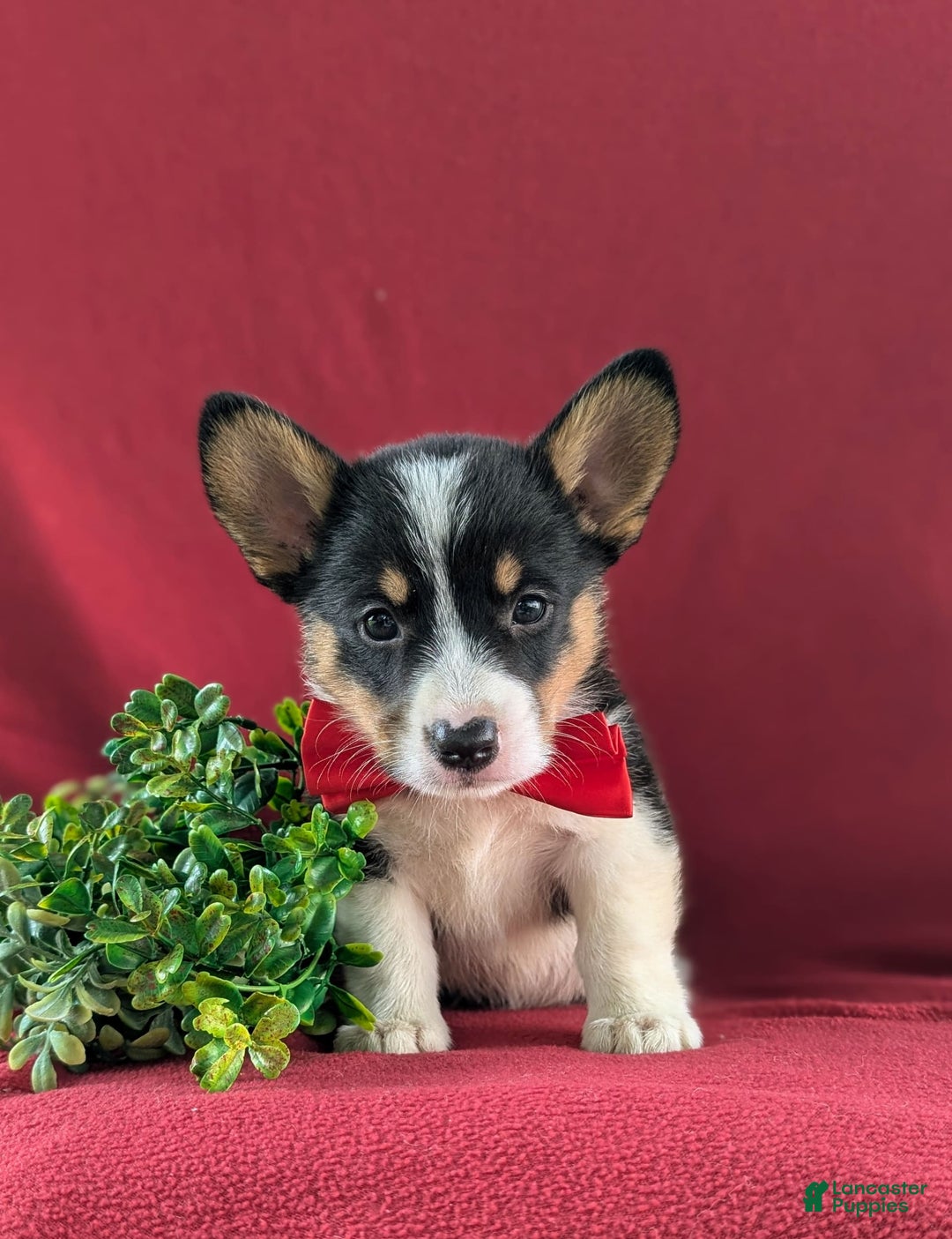 Welsh Corgi Pembroke dogs for sale: Kendrik - Image 8