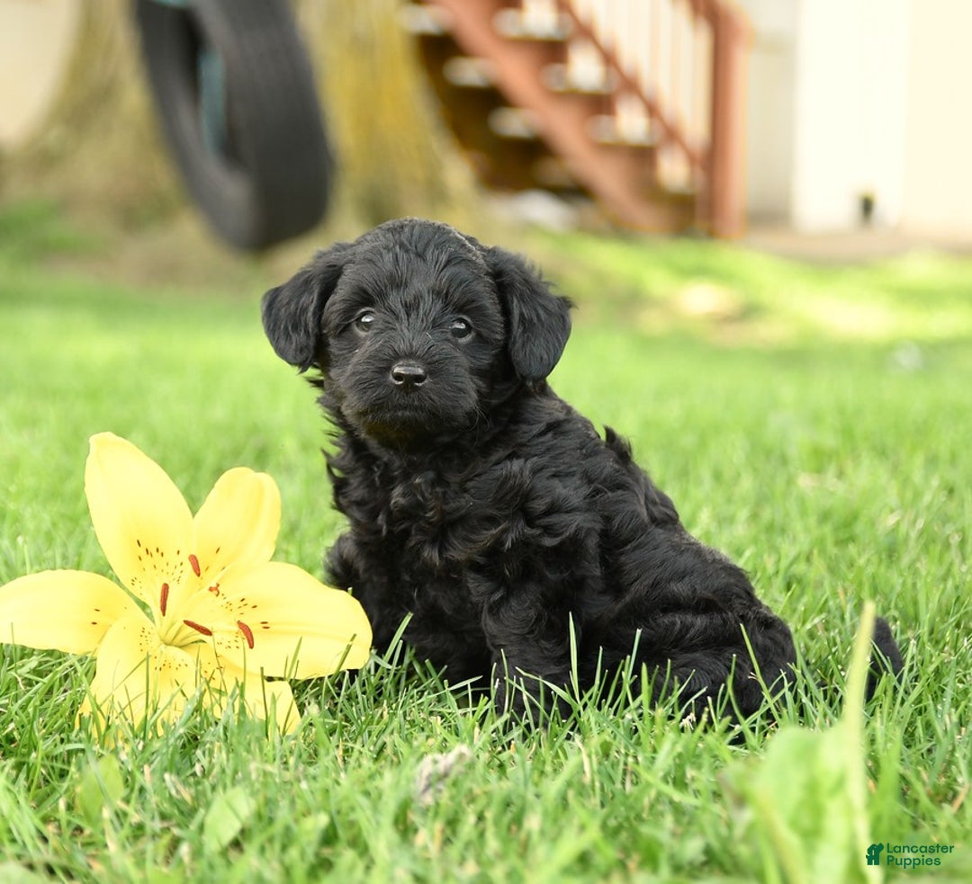 Yorkiepoo dogs for sale: Cedar - Image 1