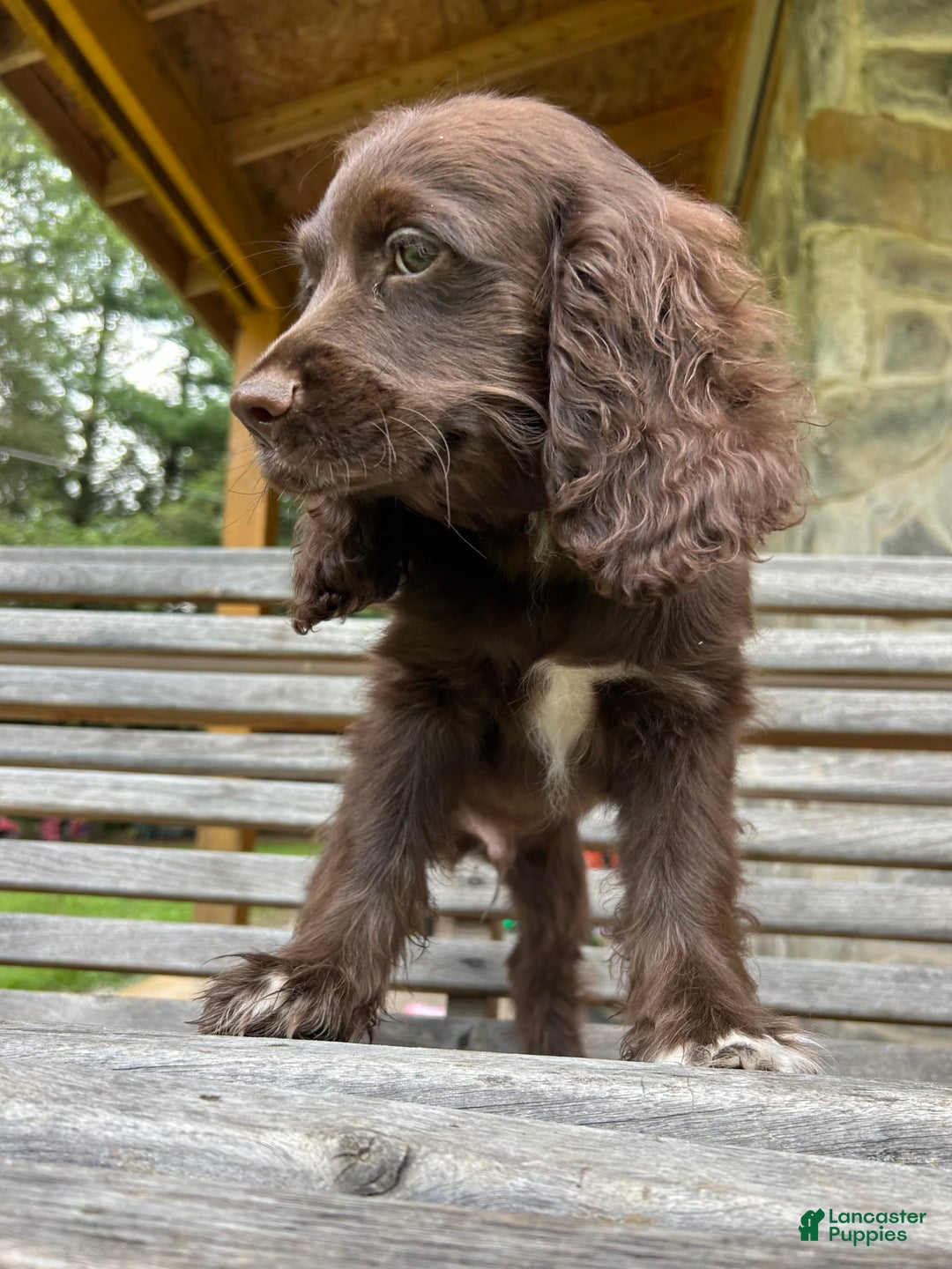 Cocker Spaniel dogs for sale: Cocker Spaniel 4 puppies - Image 28