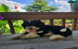 Bernedoodle dogs for sale: Candy - Image 11