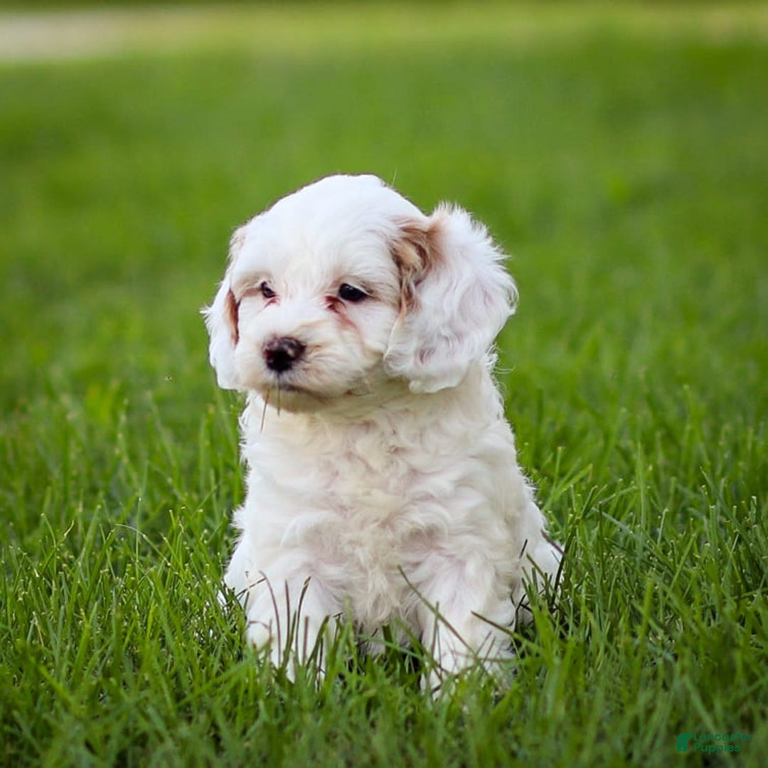 Goldendoodle dogs for sale: Odessa - Image 6