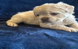 French Bulldog dogs for sale: Latto - Image 1