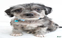Boston Terrier dogs for sale: Marshall - Image 4