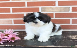 Shih Tzu dogs for sale: Dash - Image 3