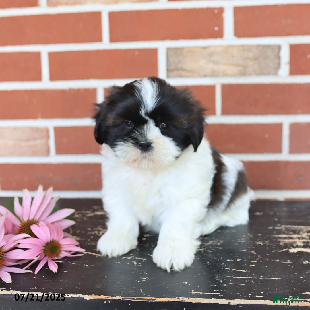 Shih Tzu dogs for sale: Dash - Image 3