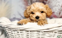 Maltipoo dogs for sale: Dark Pink Collar - Image 6