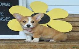 Welsh Corgi Pembroke dogs for sale: Maple - Image 4