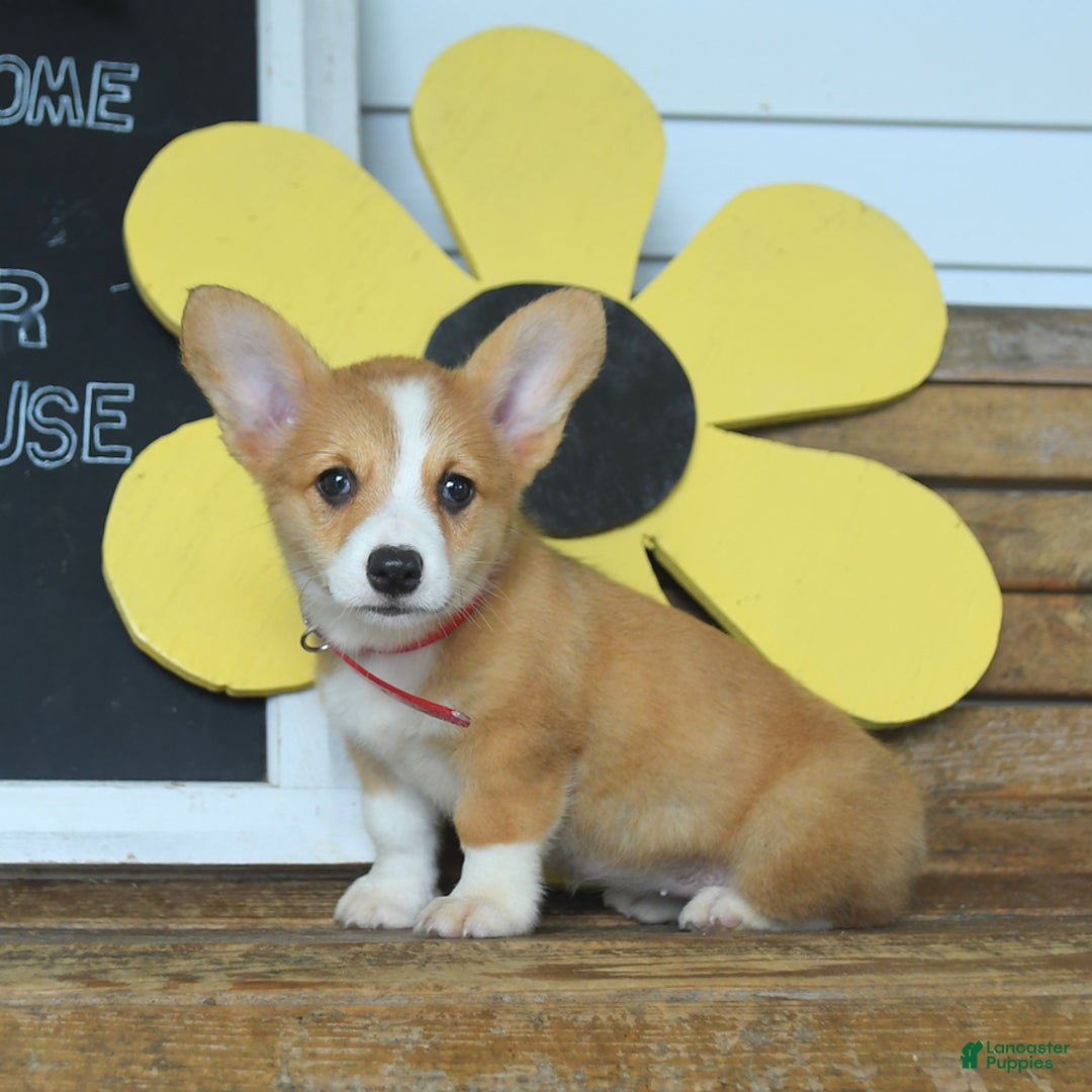 Welsh Corgi Pembroke dogs for sale: Maple - Image 4