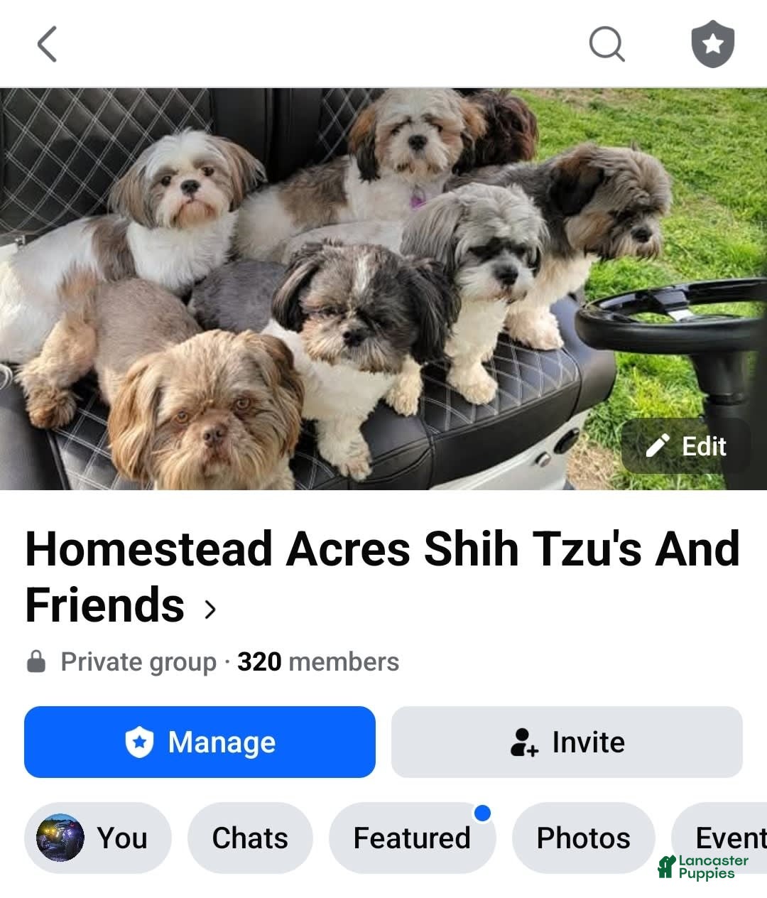 Shorkie dogs for sale: Pepper - Image 11