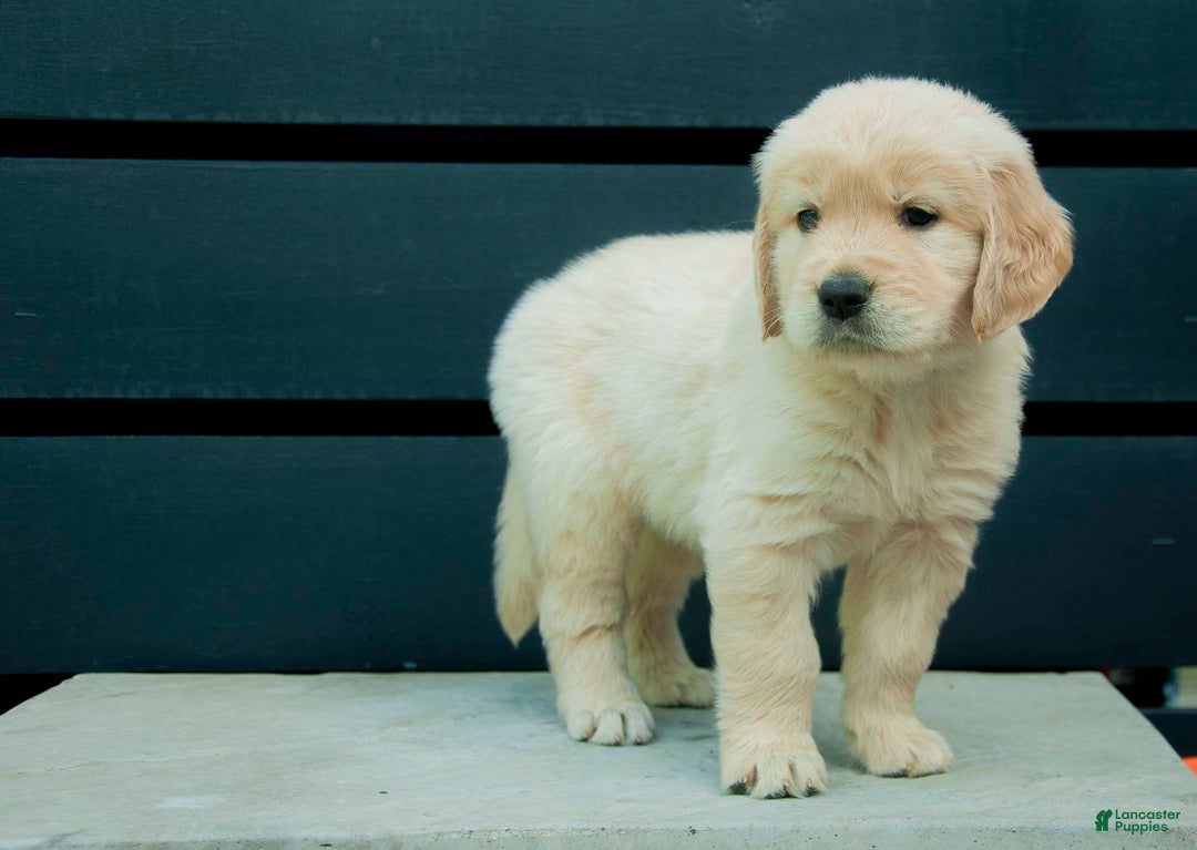 Golden Retriever dogs for sale: Happy Aka Orange - Image 1