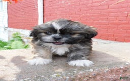 Shih Tzu dogs for sale: Max - Image 1