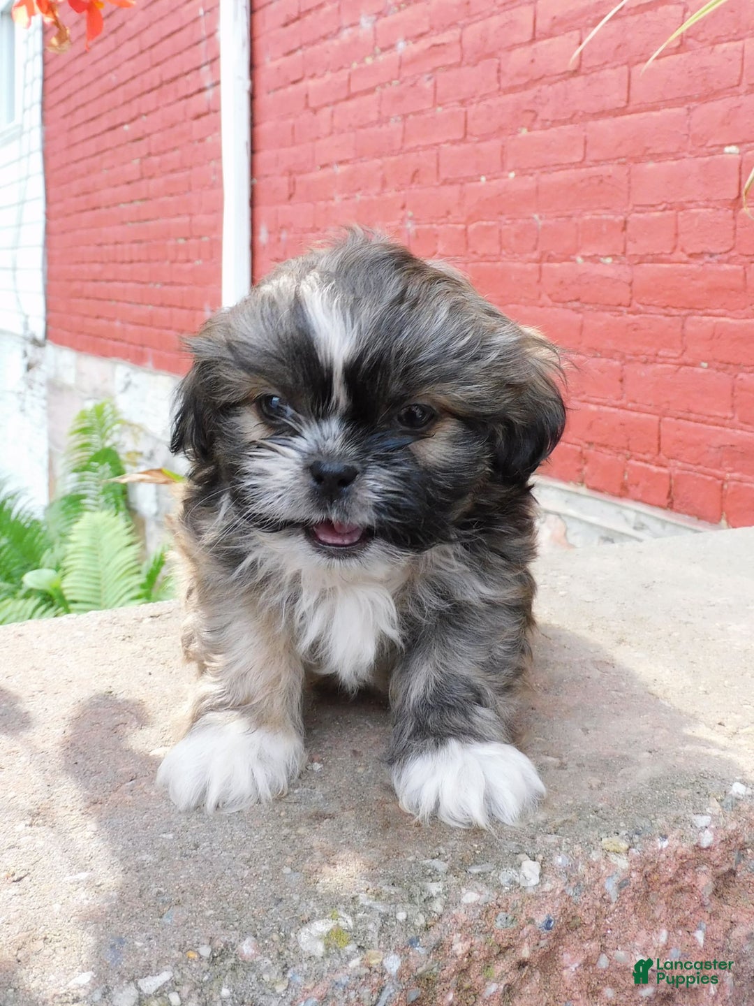 Shih Tzu dogs for sale: Max - Image 1