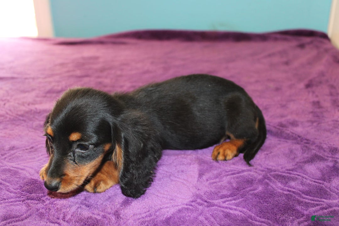 Dachshund dogs for sale: Dachshund 4 puppies - Image 7