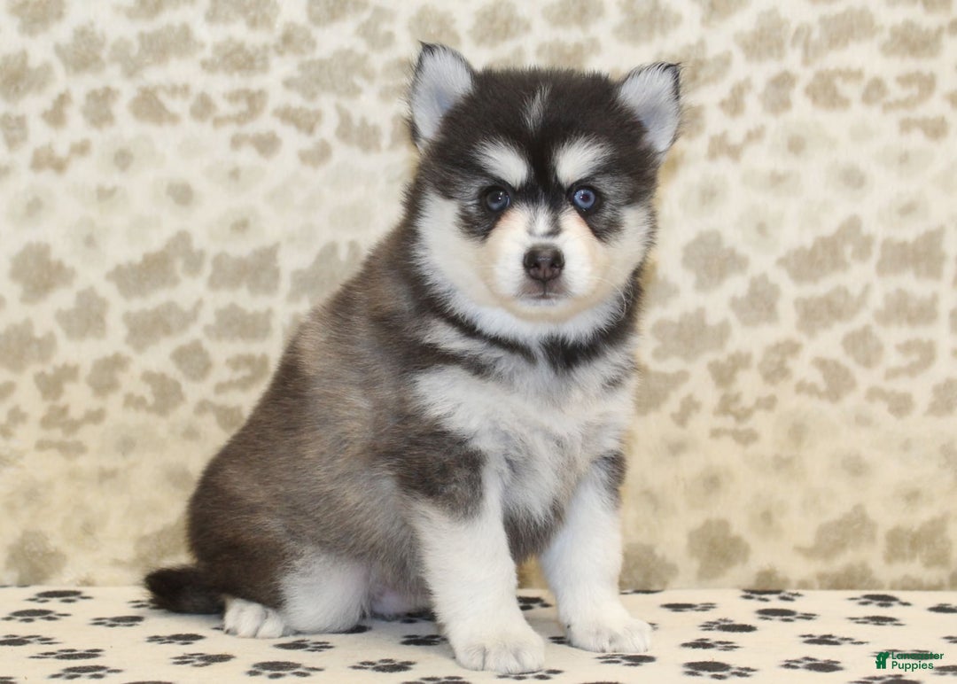 Pomsky dogs for sale: Chip - Image 4
