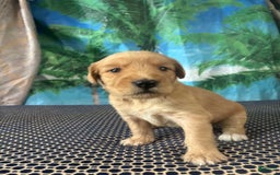 Labrador Retriever dogs for sale: Avatar - Image 1