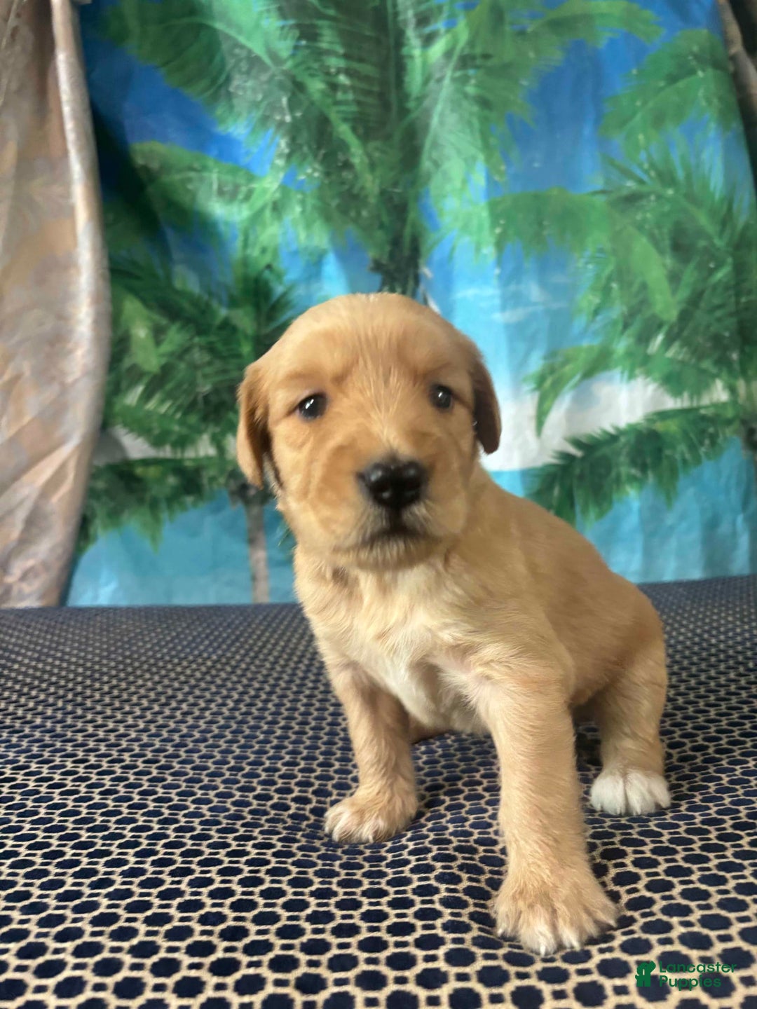 Labrador Retriever dogs for sale: Avatar - Image 1