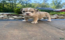 French Bulldog dogs for sale: Milly - Image 2
