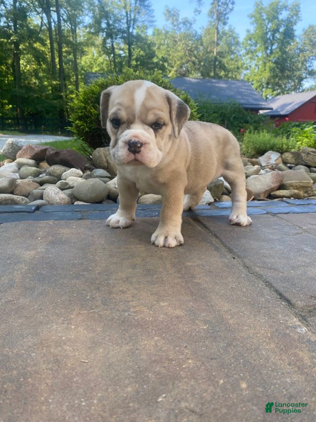French Bulldog dogs for sale: Milly - Image 2
