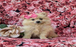 Pomeranian dogs for sale: Kelley Genetic Testing 9 lbs full grown - Image 3
