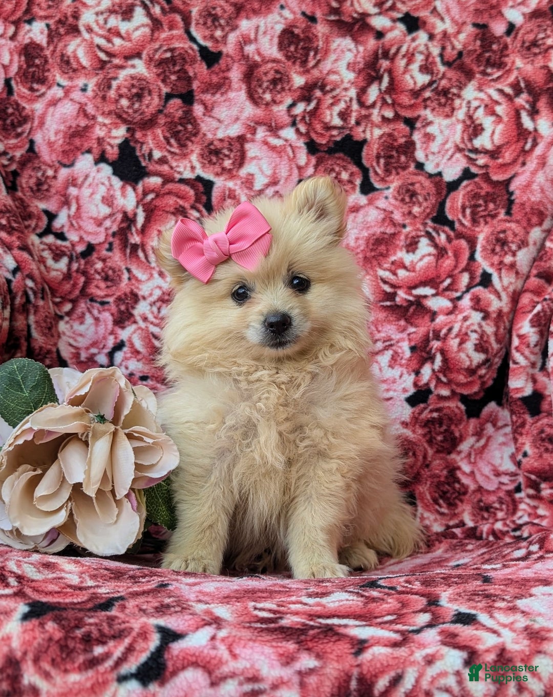 Pomeranian dogs for sale: Kelley Genetic Testing 9 lbs full grown - Image 3