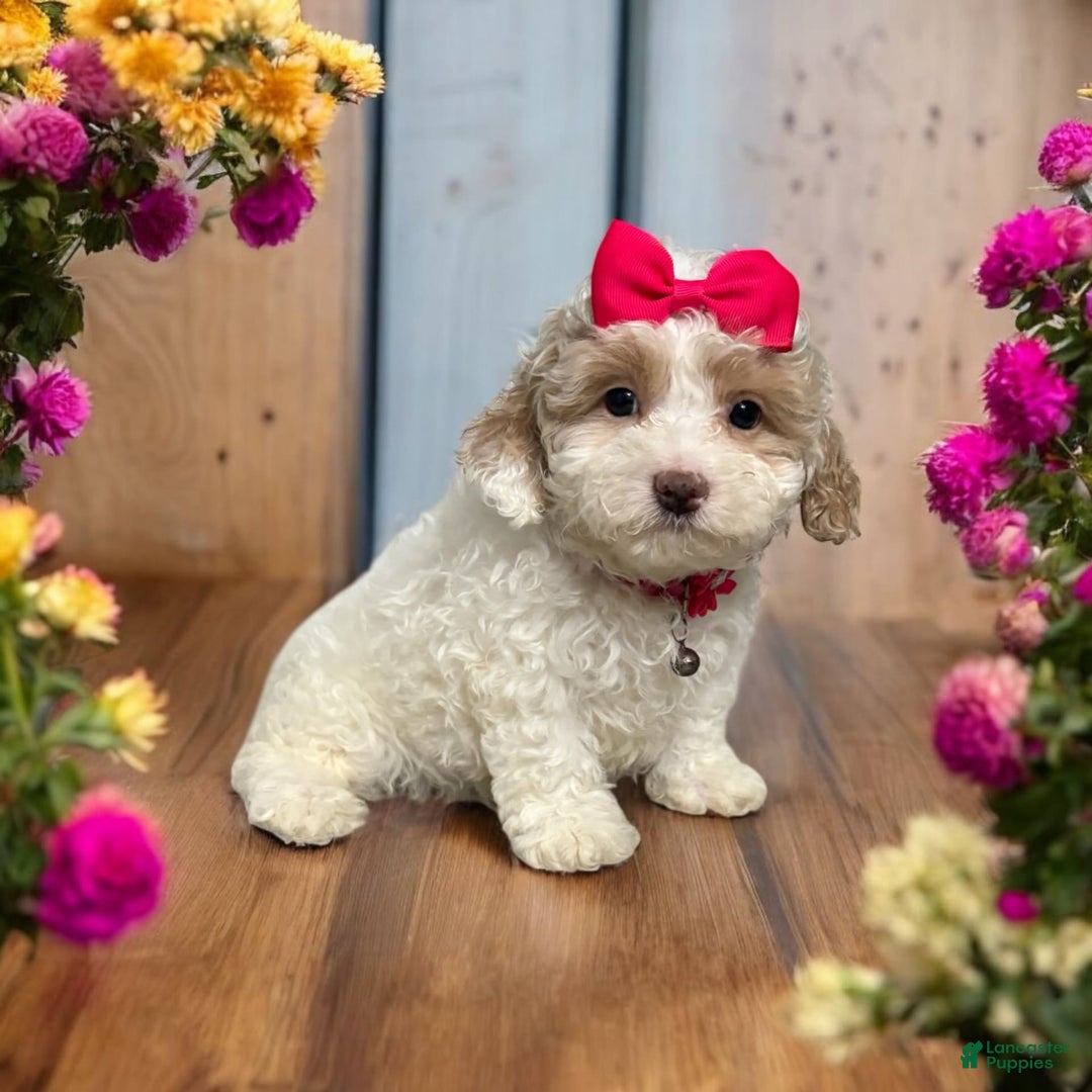 Cavapoo dogs for sale: Cannoli - Image 13