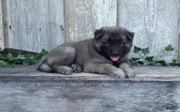 Belgian Tervuren dogs for sale: Smoke - Image 2